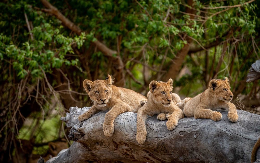 Three lion cubs relax on a tree trunk in South Africa.
