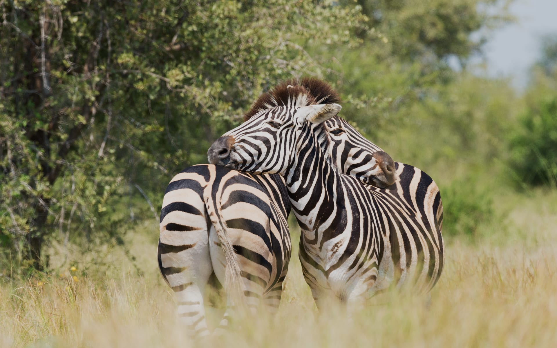 kruger_zebra_unsplash_dsouxs