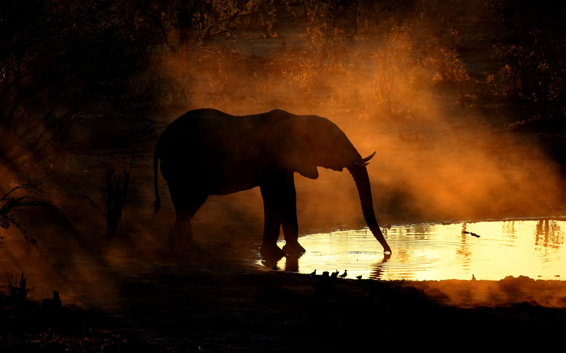 kwai_skybeds_elephant_w8ntaj