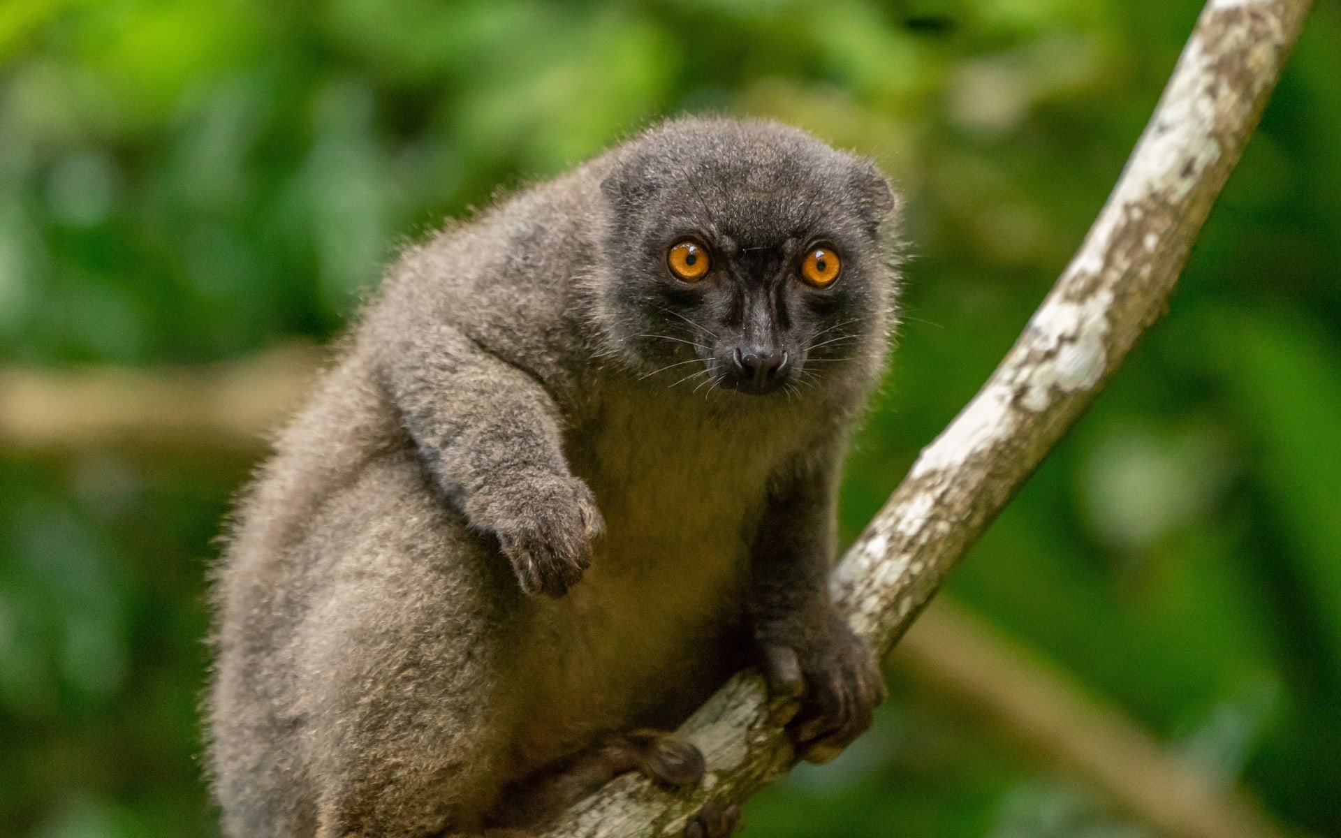 lemur_hans_jurgen_mager_unsplash_bimrog