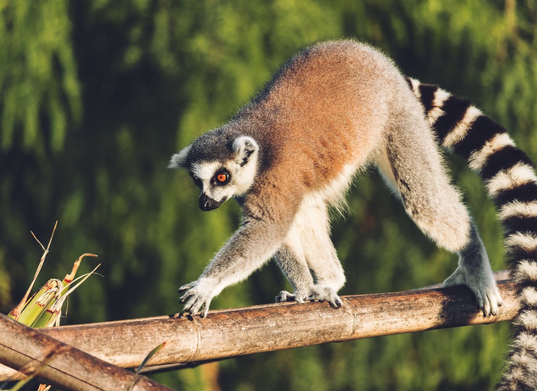 lemur_madagascar_free_stock_photo_pixabay-2