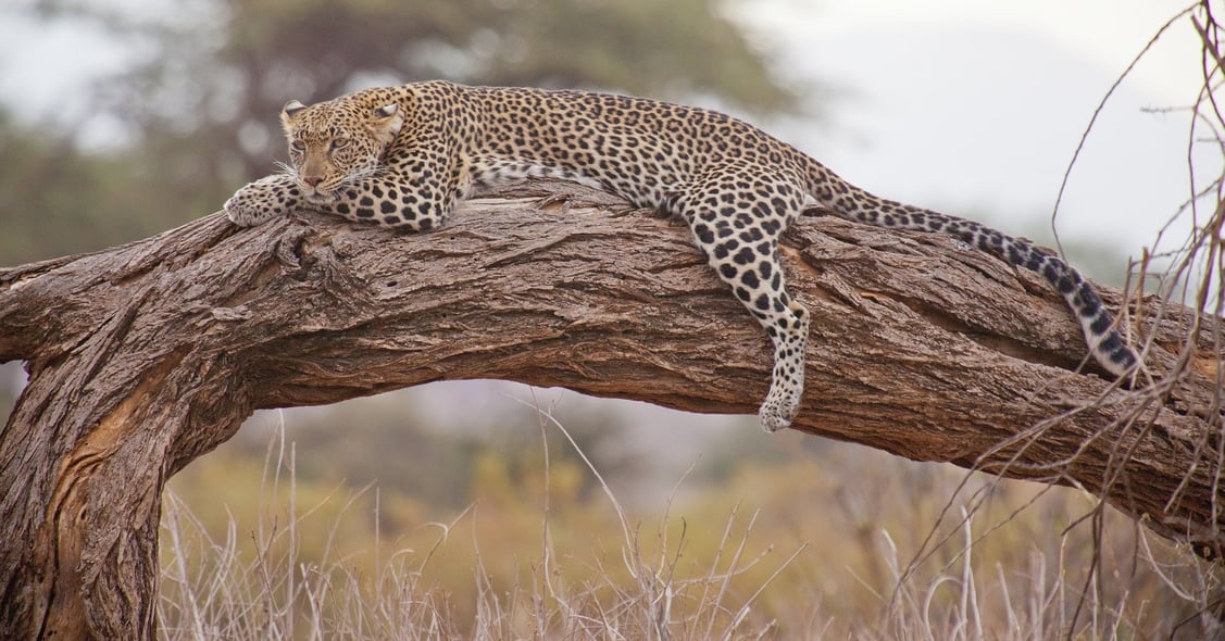 leopard Kenya