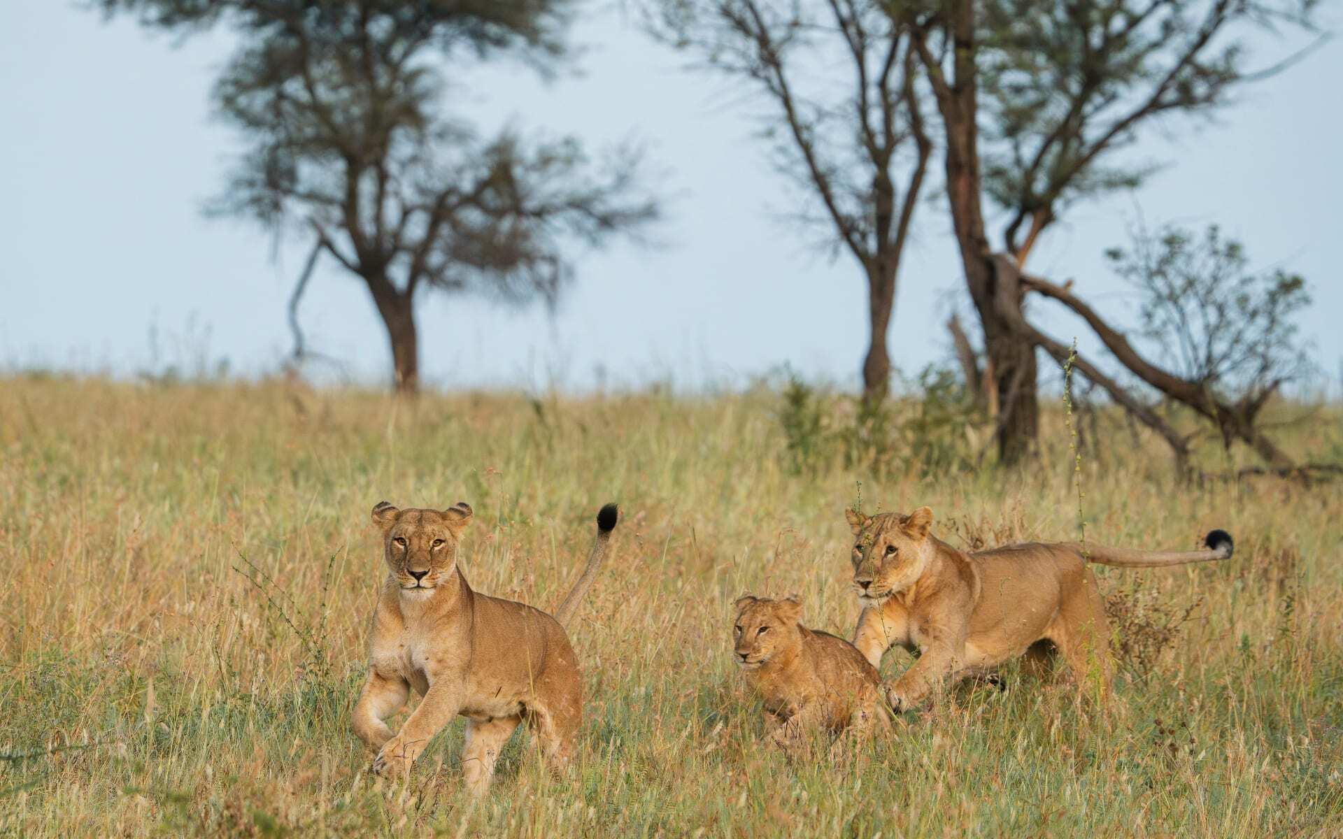 Experience seeing lions in Tarangire National Park