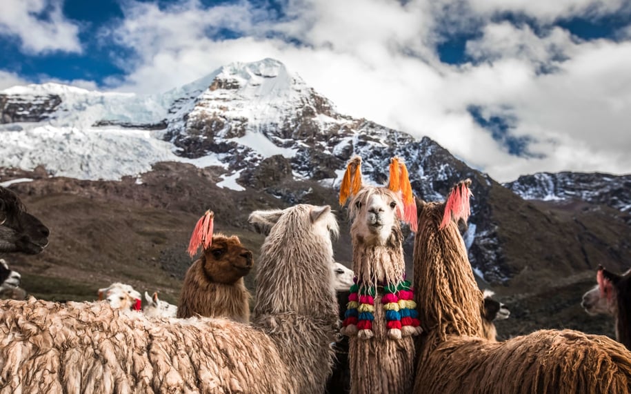 llamas-at-machuraccay_nw3w28