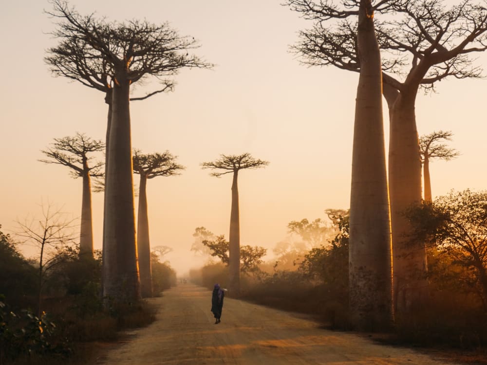 Morondava trees at sunset