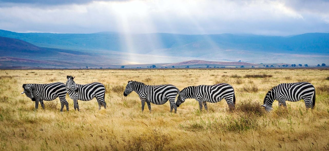 Ngorongoro in Tanzania 