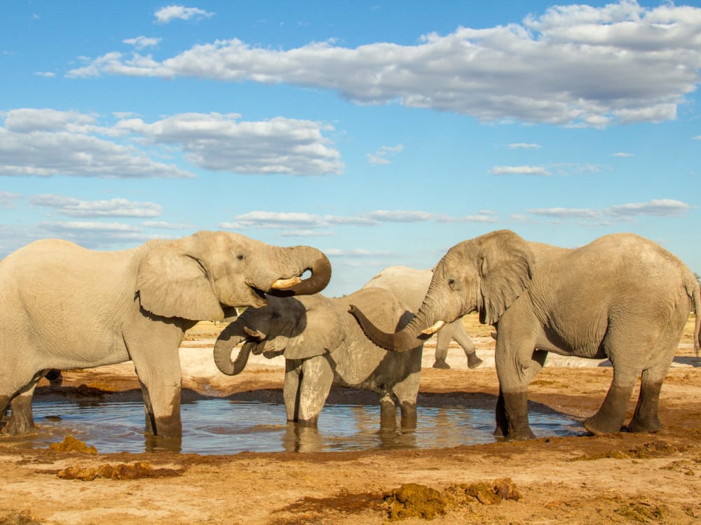 nxai_pan_elephants_h6i73j