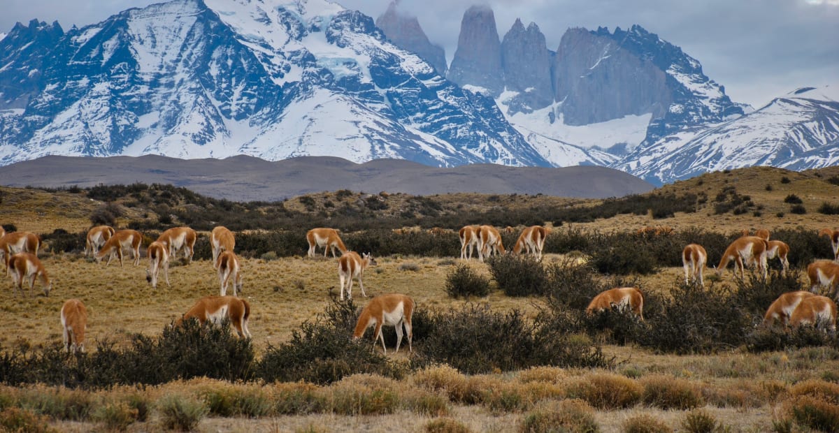 dear grazing in front of large snowy mountain