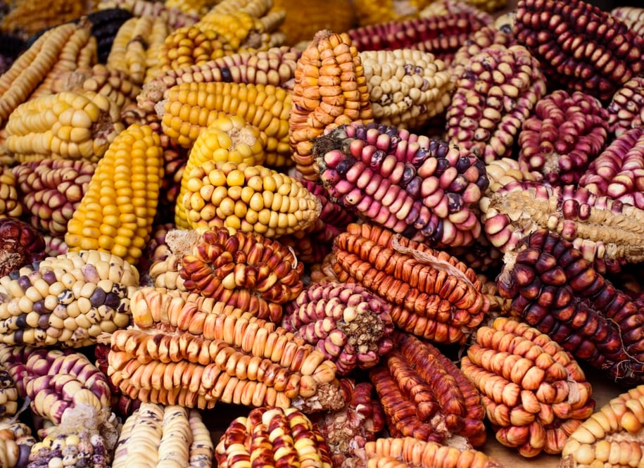 peruviancorn_pzqy42-1