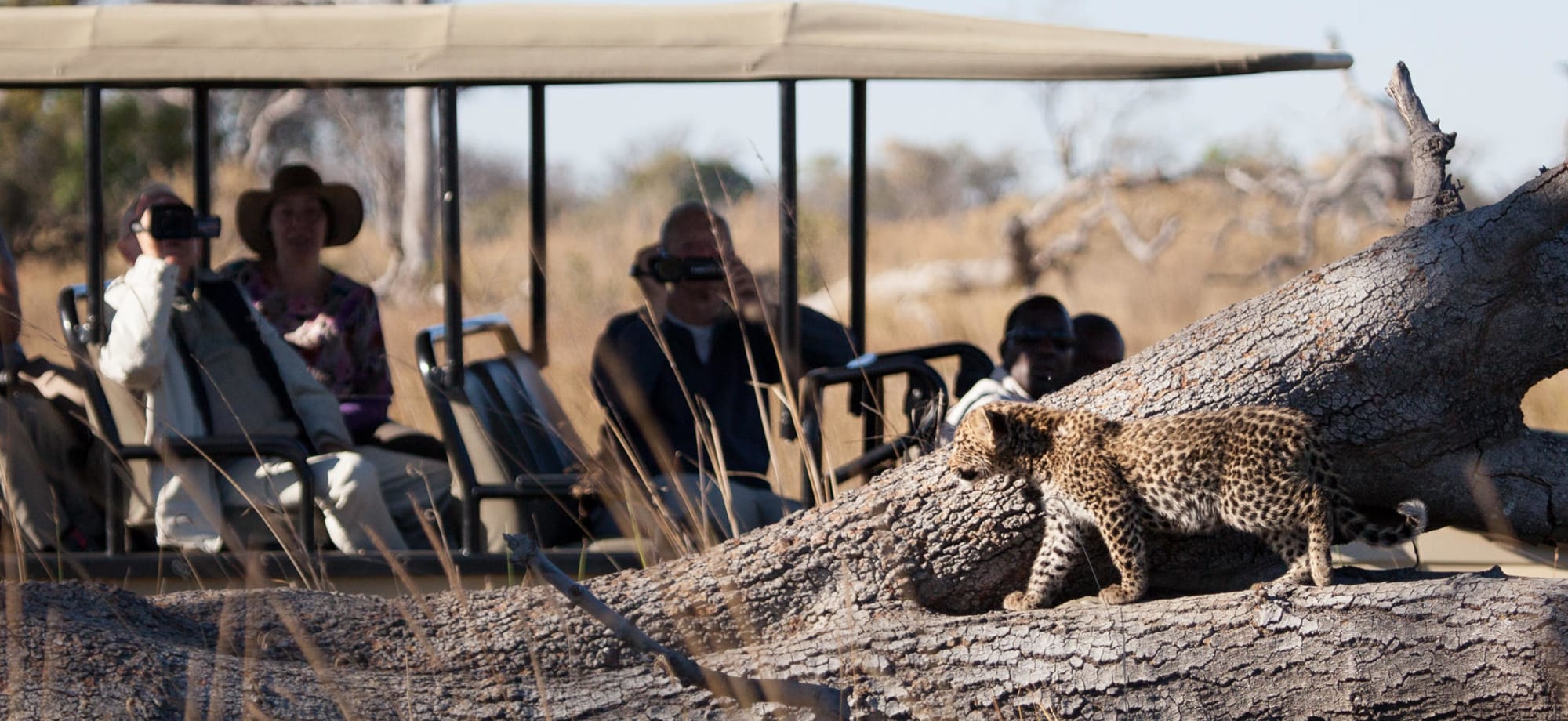 pom_pom_camp_botswana_leopard_game_drive-2