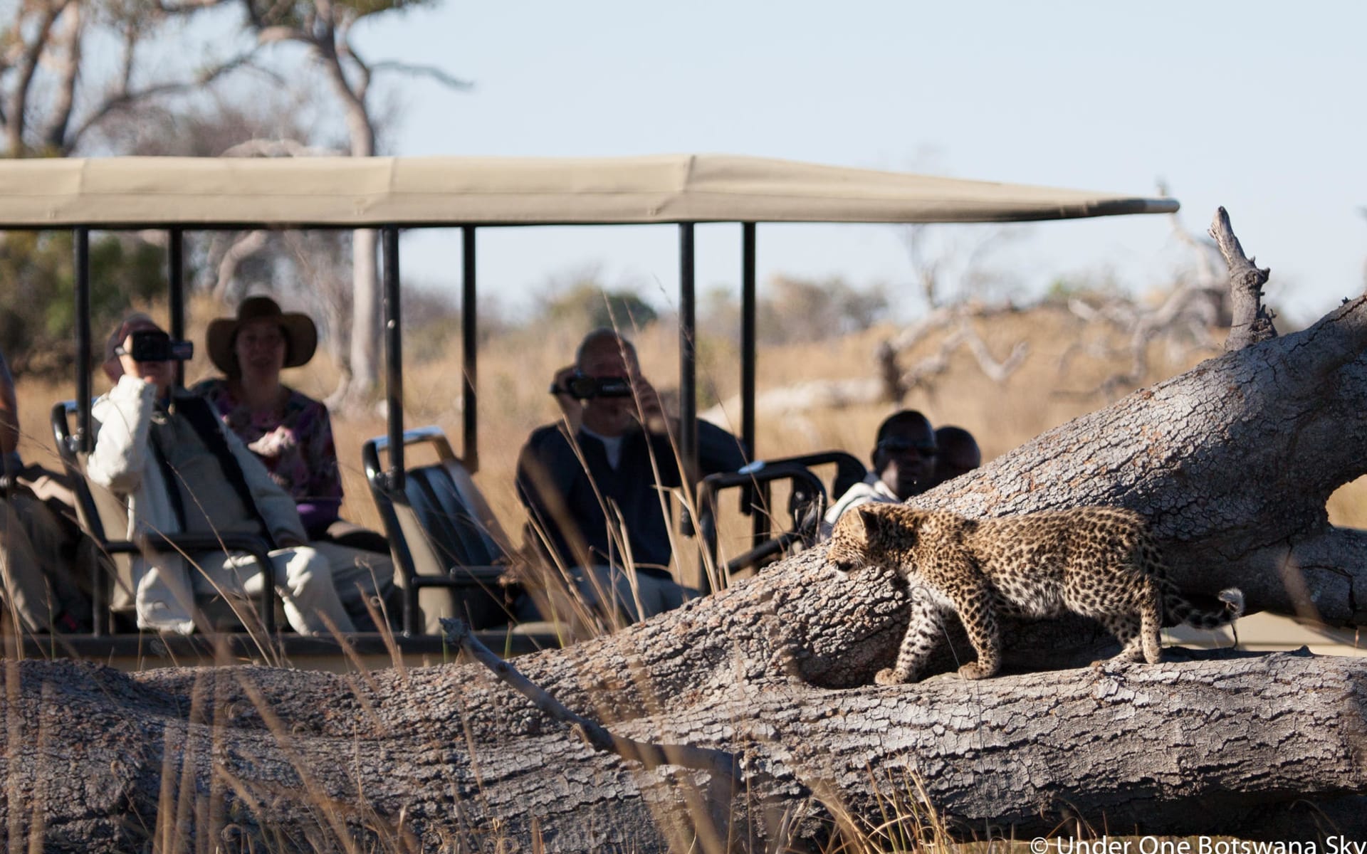 pom_pom_camp_botswana_leopard_game_drive-3