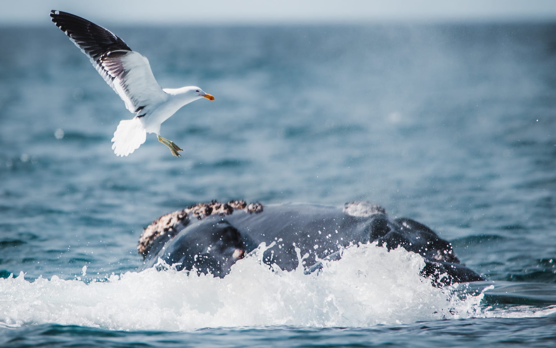 puerto_madryn_whale_pixabay_kw6zdv