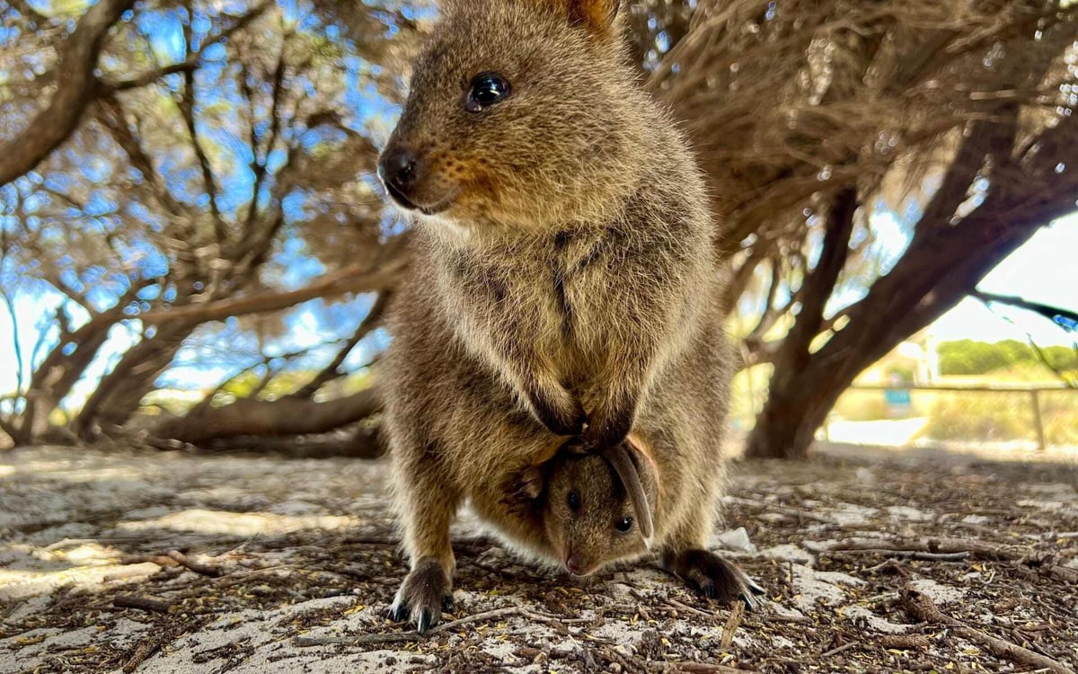 See quokkas on your Australia wildlife tour.