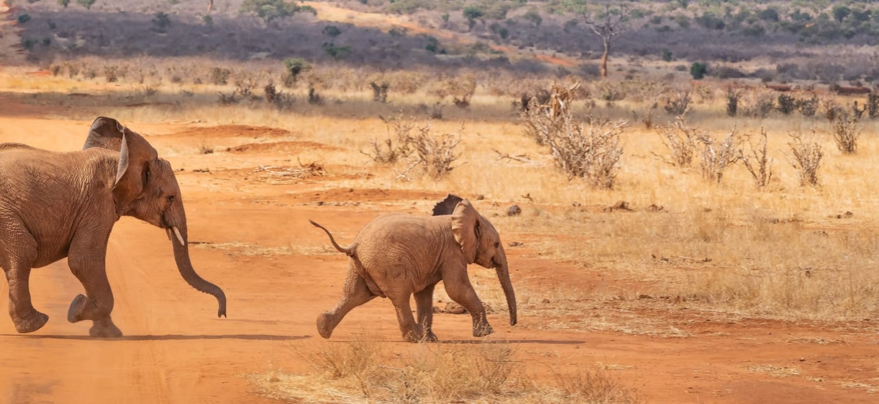 Top Destinations for a Safari with Children (Including Where to Stay)