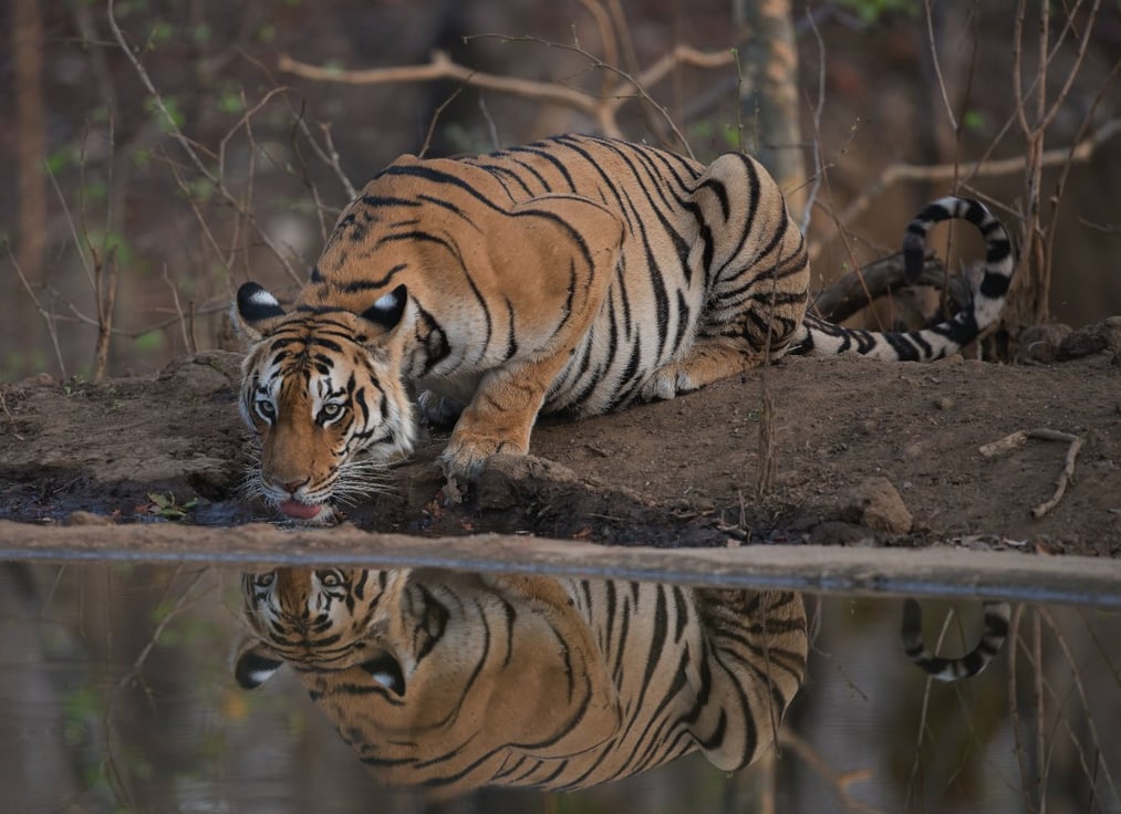 sagar_paranjape_pench_national_park_unsplash_holbul-2
