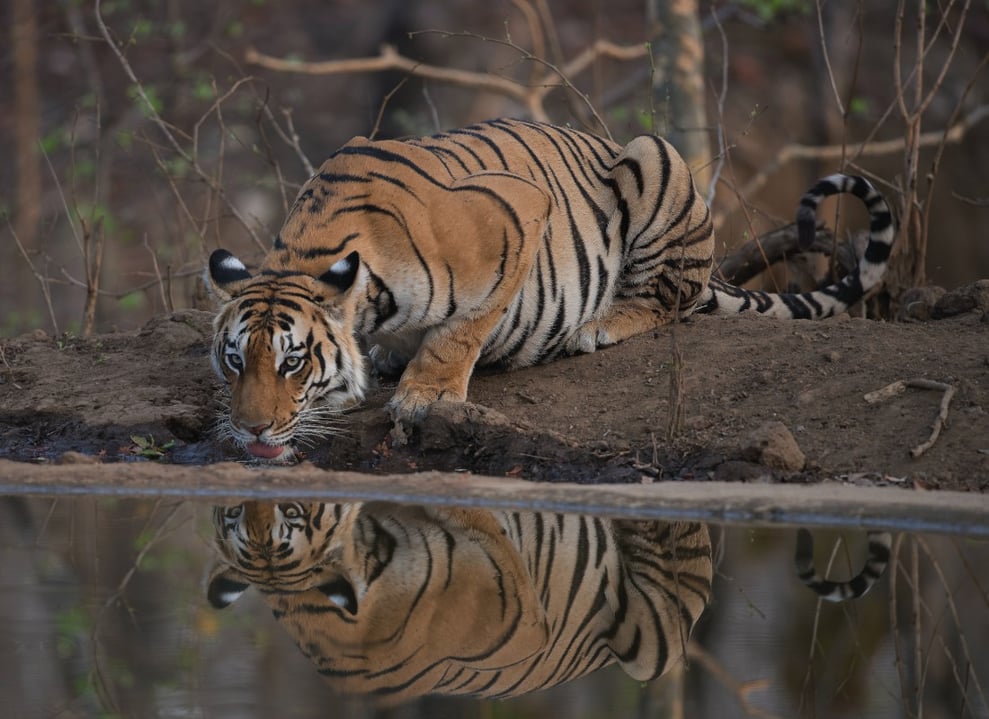 sagar_paranjape_pench_national_park_unsplash_holbul-3