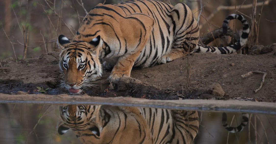 A tiger drinks from a waterhole in Pench National Park, India.