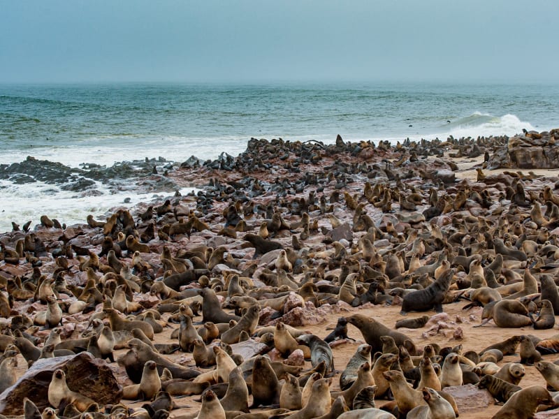 seal_colony_unsplash_xcz9tj