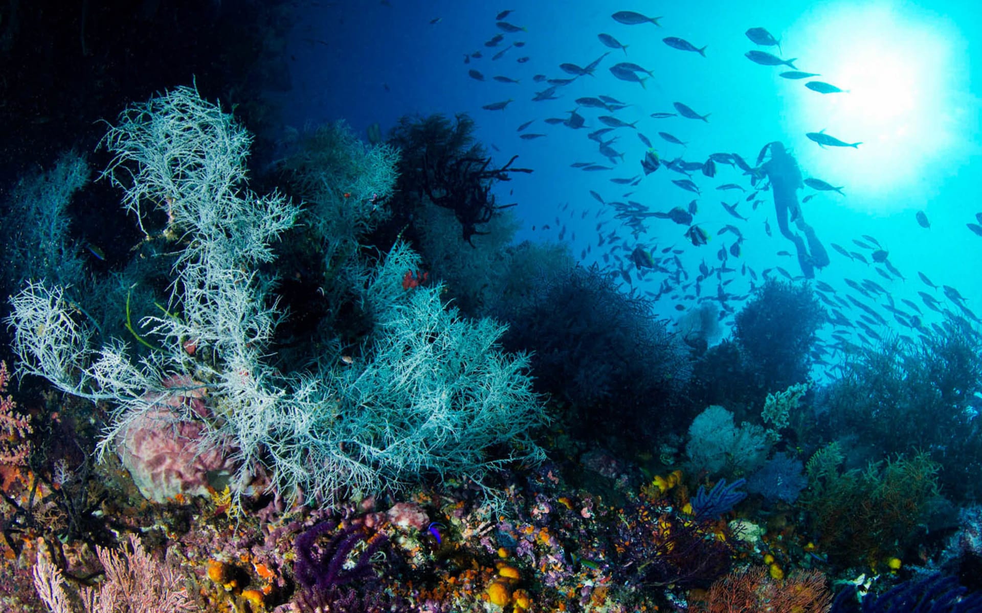 seychelles-scuba-diving-4_q3edwz-1