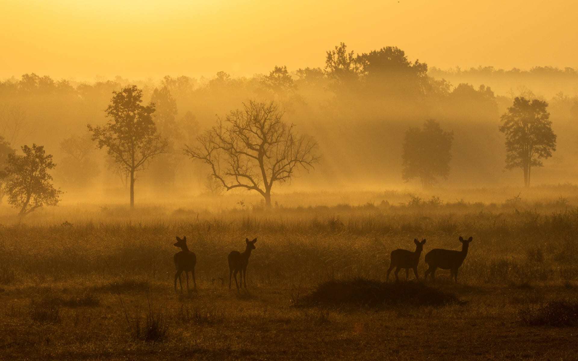 Deer graze on the grasslands of Kanha National Park during an orange sunrise.