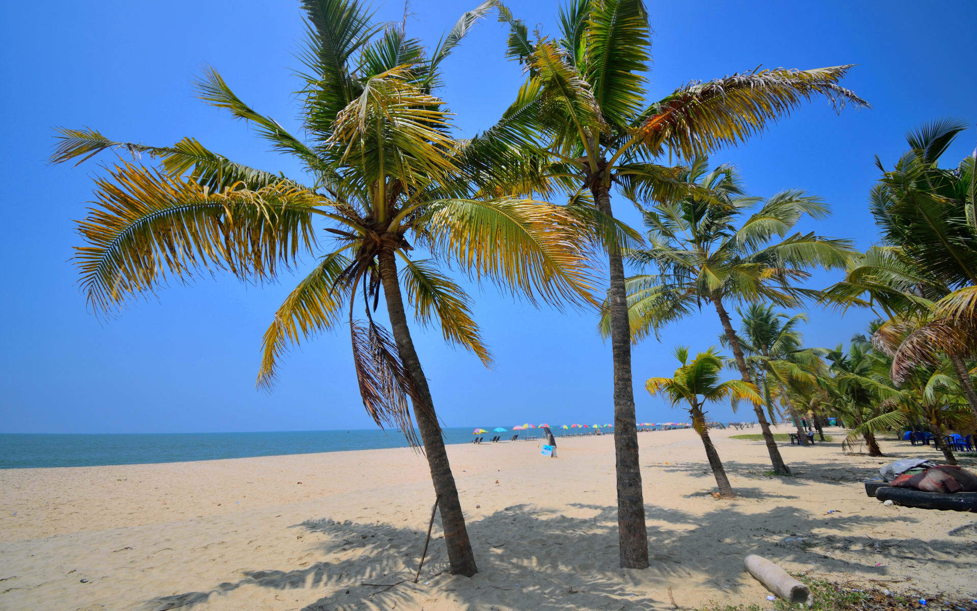 A beach in Marari has velvet sands and tall palm trees.