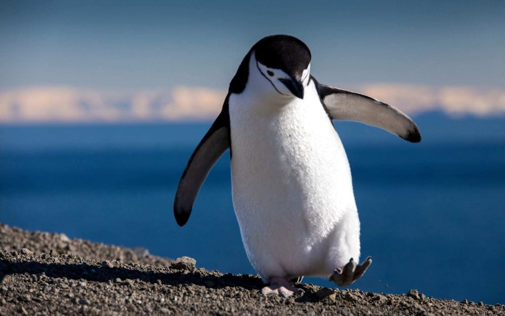 A baby penguin wanders the ice of Antarctica.