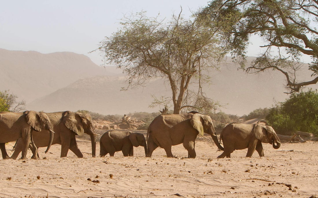 See elephants in Damaraland on a safari in Namibia.