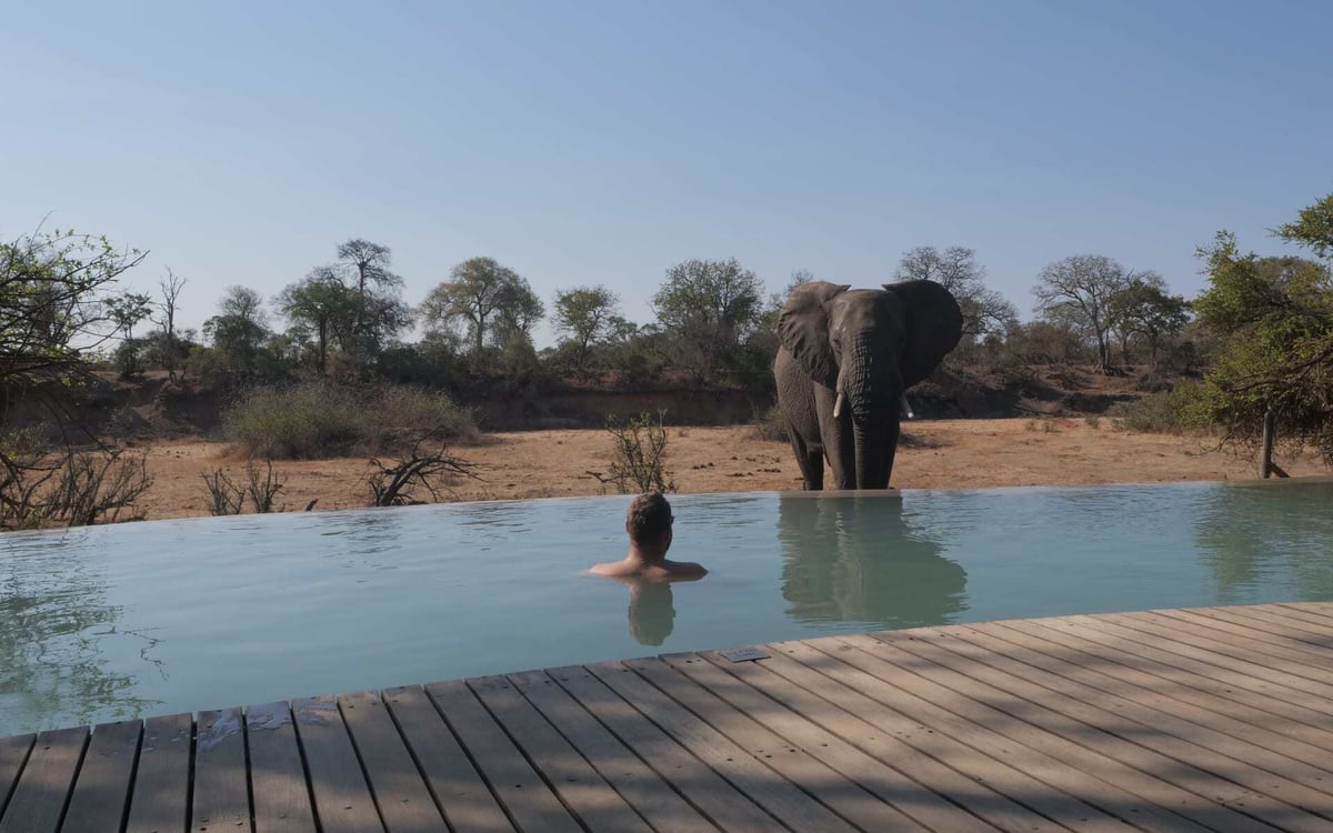 a man sits in a pool and watches an elephant in Botswana.