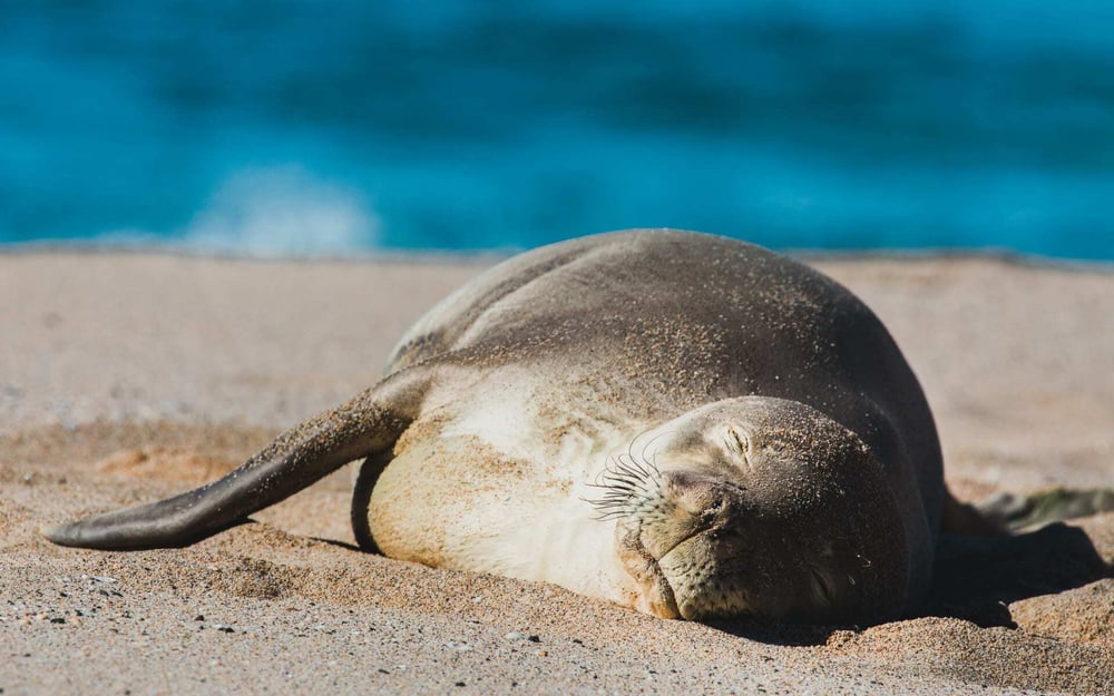 A Hawaiian monk seal relaxes on the sands of a pretty beach.