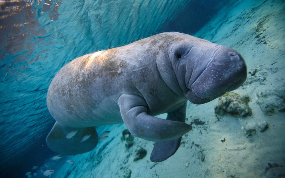 A Florida mannatee glides close to the ocean surface.