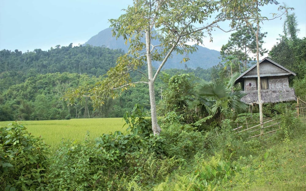 A rice plantation in Nong Kiaw has lush green grounds.