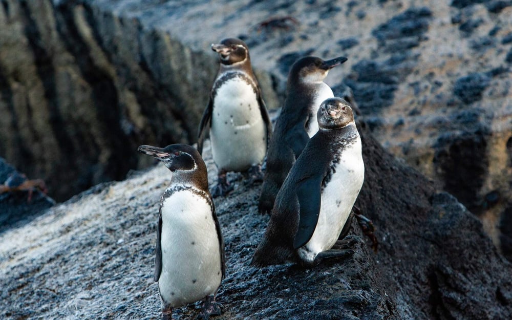 Four Galapagos penguins perch on a rock.