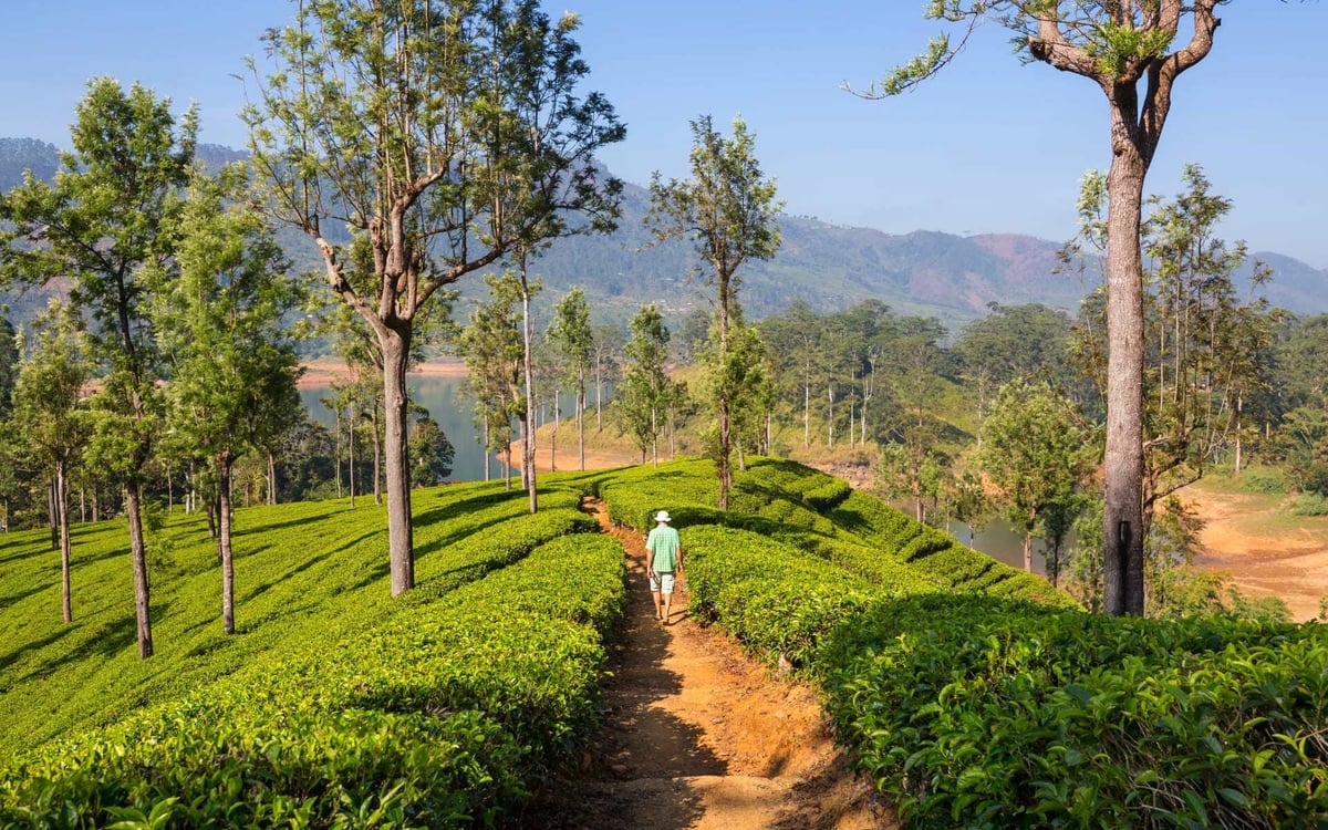 A man wanders the pathways of Sri Lanka's tea plantations.