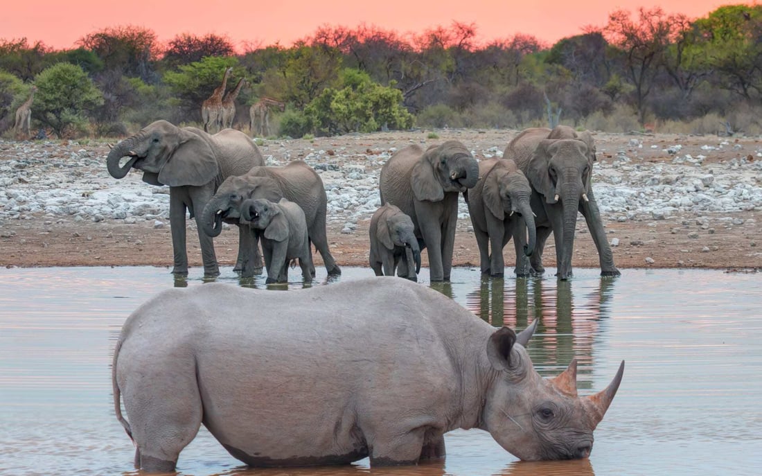 See rhinos on a safari in Namibia.