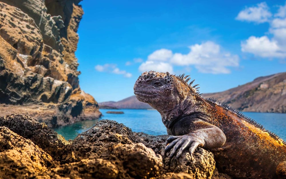 A marine iguana rests on a rock in the Galapagos Islands in Ecuador.