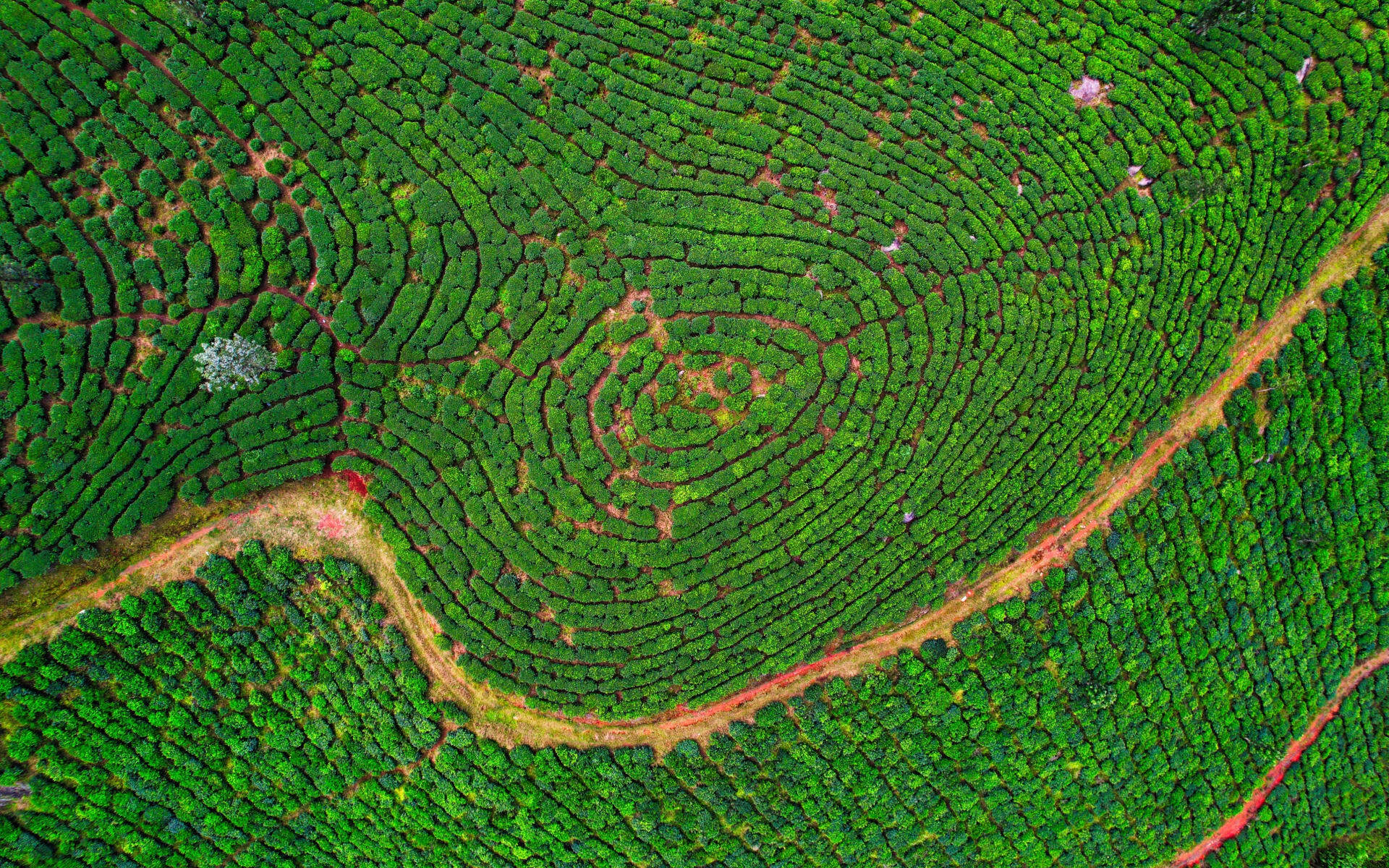 A tea plantation in Munnar has geometric patterns.