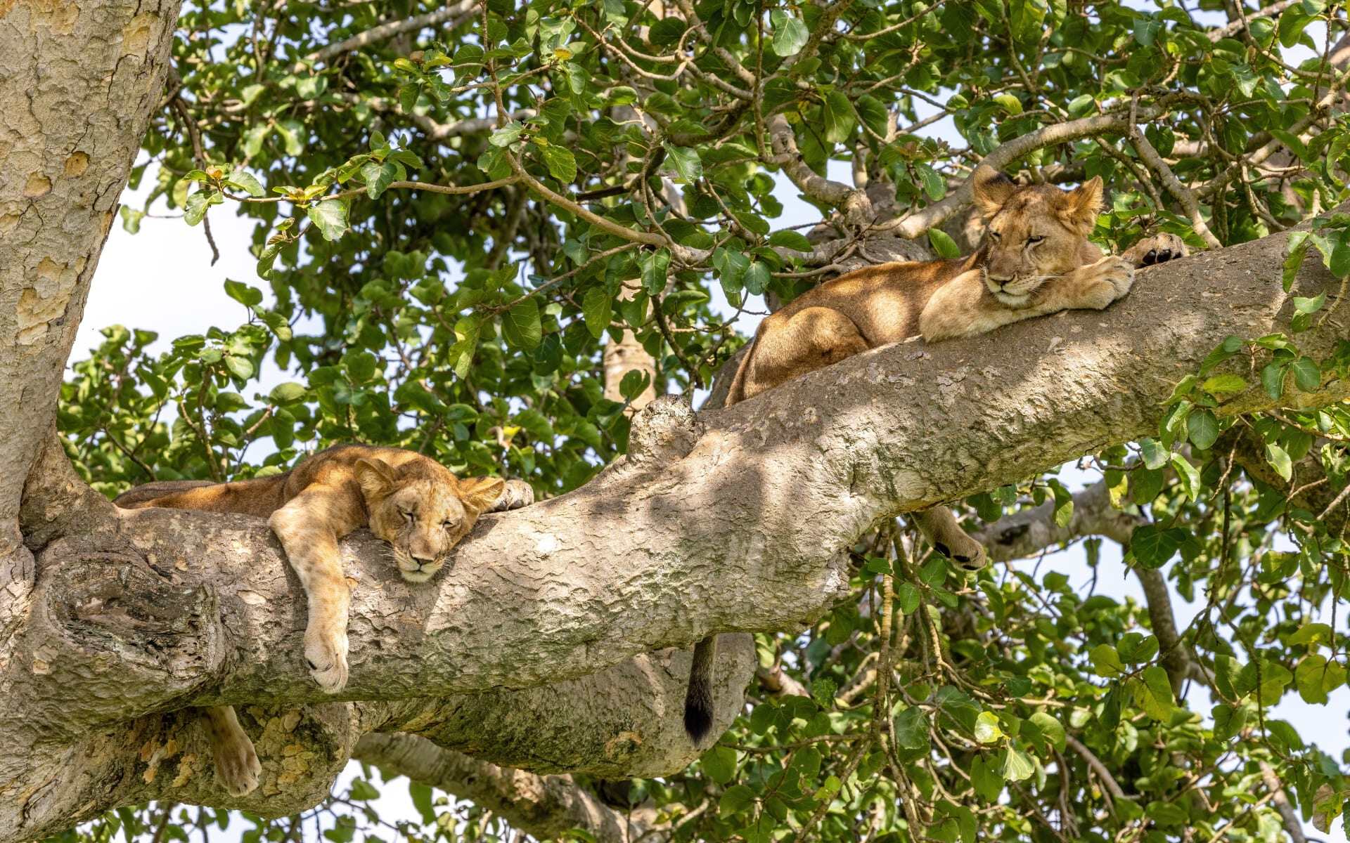 The tree-climbing lions of Ishasha in Uganda.