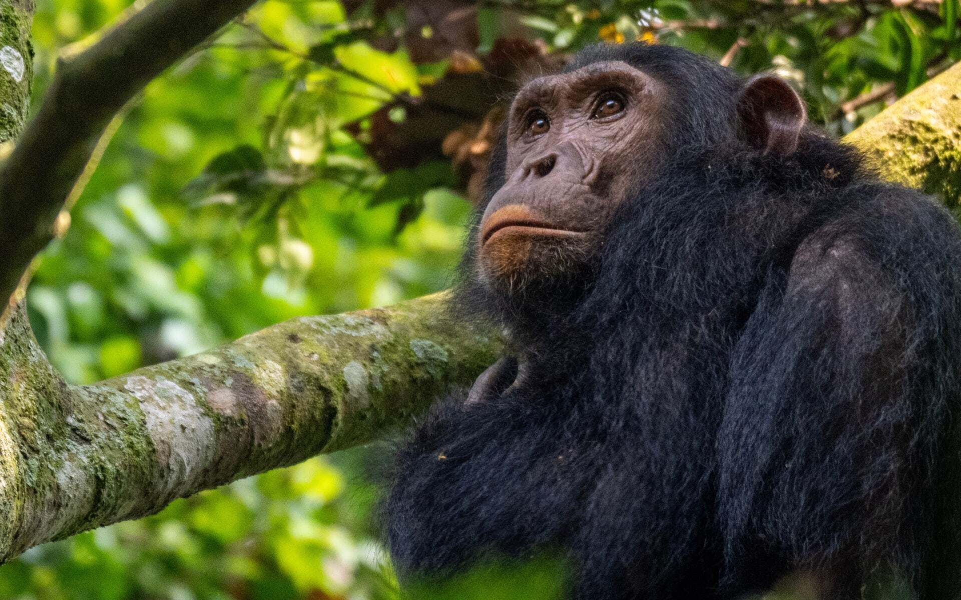 A chimpanzee in Uganda.