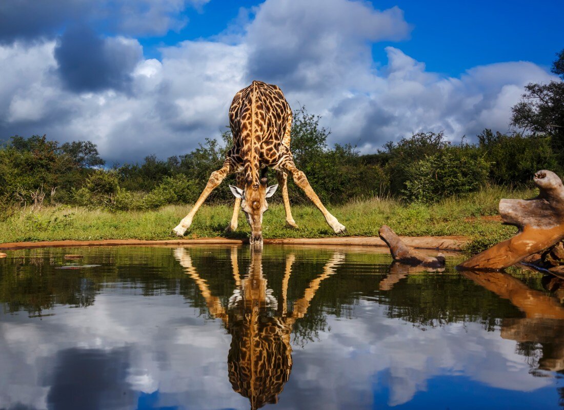 A giraffe drinks from a lake in Kruger National Park.