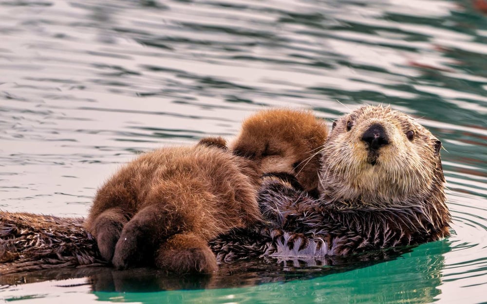 An otter floats with its baby.