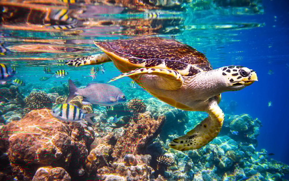 A Hawksbill sea turtle floats near a coral reef and fish.