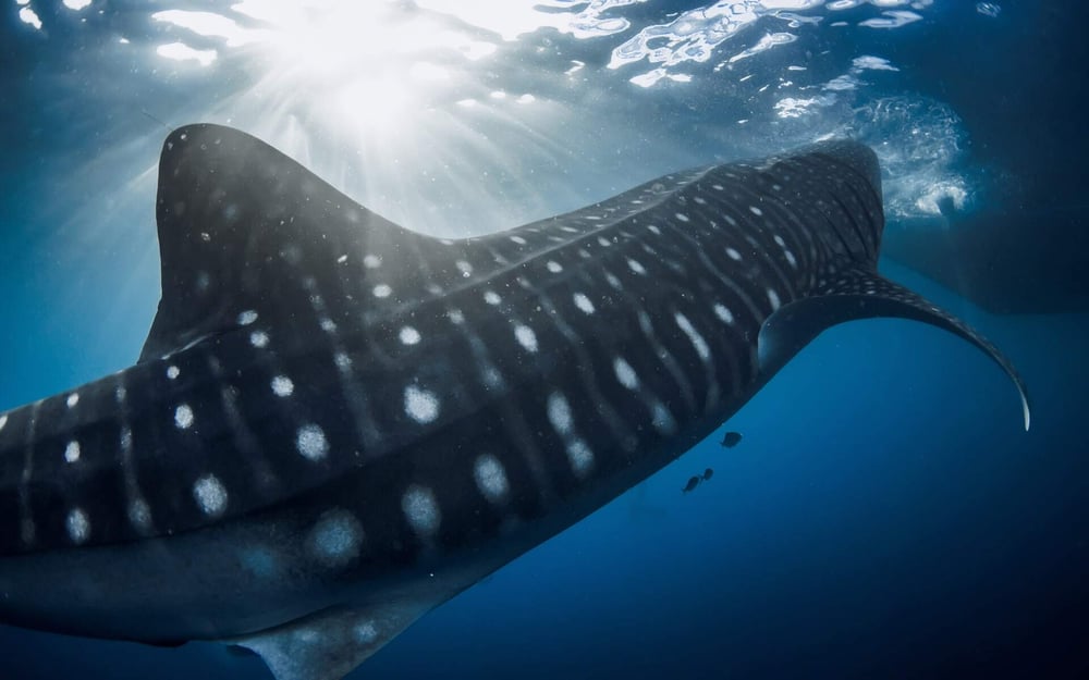 A whale shark swims up close to the camera