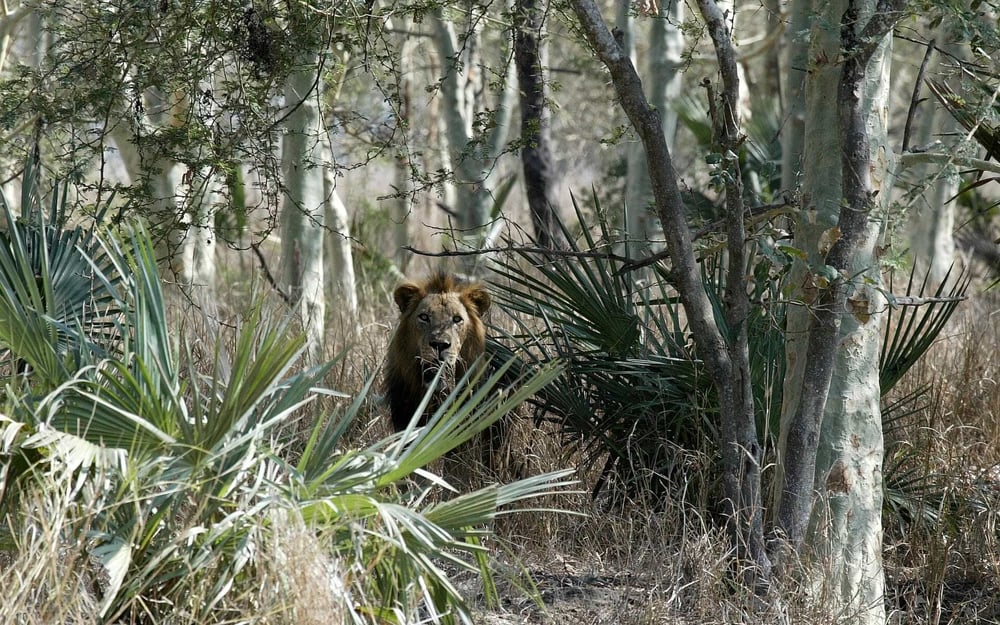 A lion lurks within the jungles of Mozambique.