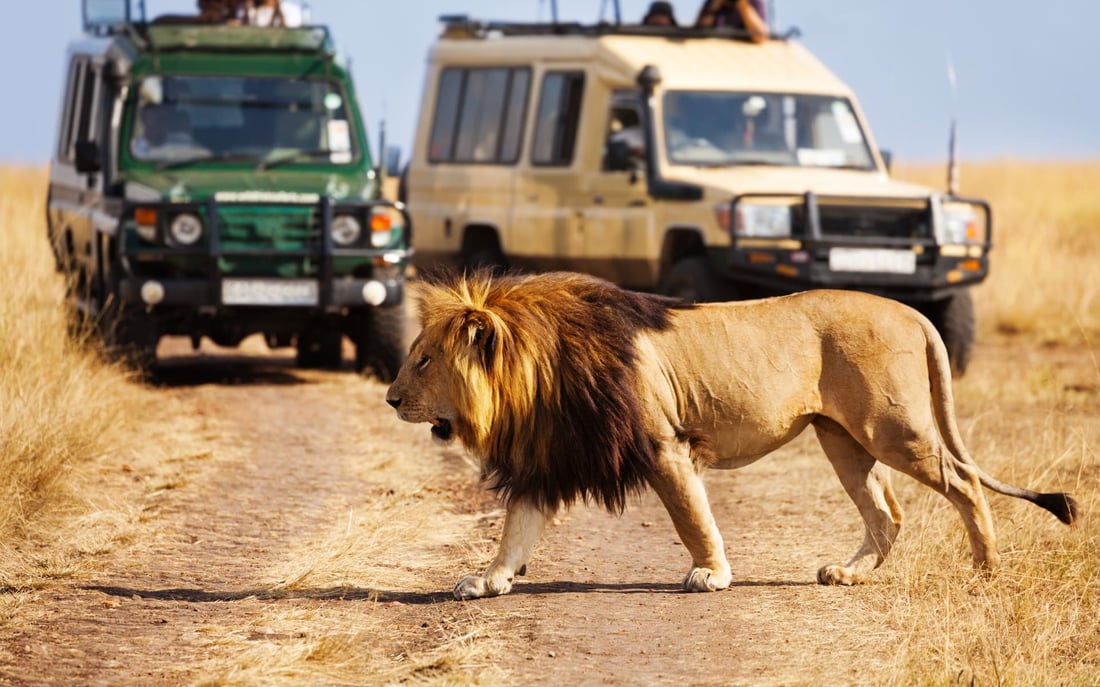 A lion wanders ahead of two open-top jeeps in the Masai Mara, Kenya.