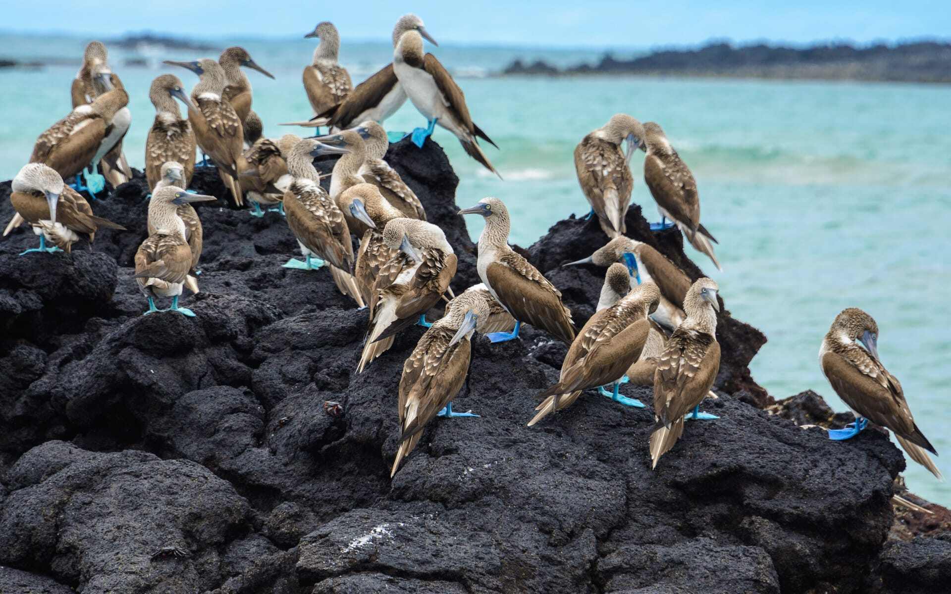 Blue-footed Boobies perch on a rock off the coast of Isabela Island.