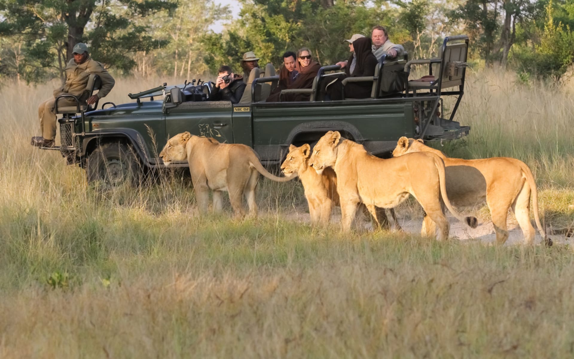 People watch a group of lionesses from their safari jeep in Kruger.