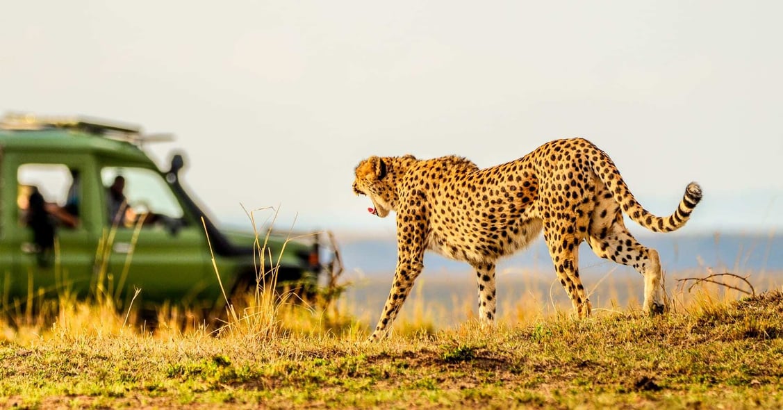 A female cheetah wanders grasslands ahead of an open-top Jeep.