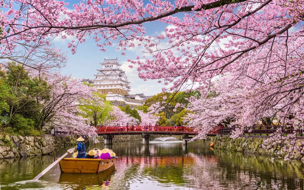 People sail through a river in Japan during the cherry blossom season.