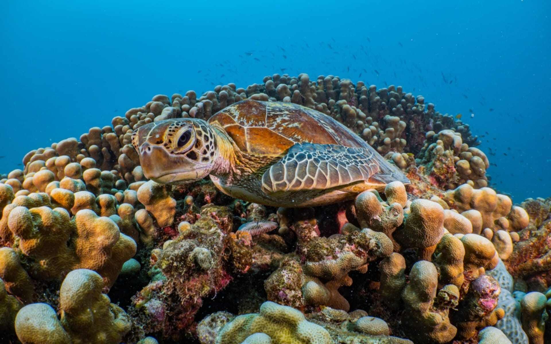 shutterstock_turtle_greatbarrierreef