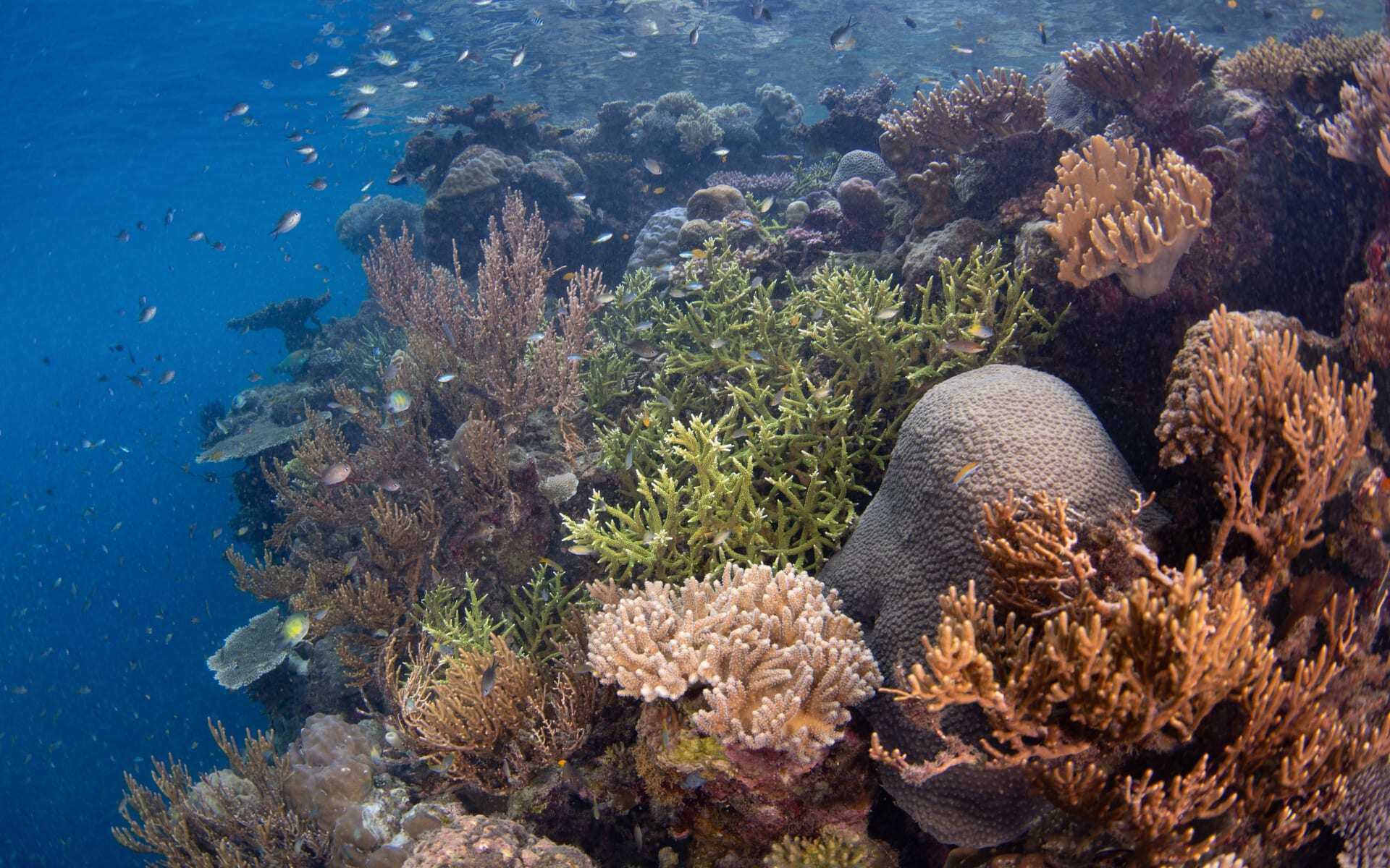 snorkelling_indonesia_shutterstock_